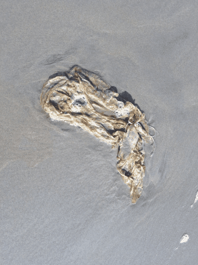 Plastic bag, Stone Harbor beach, NJ